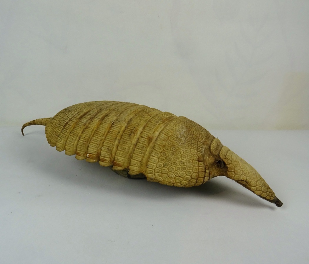 Taxidermy Armadillo Shell